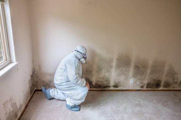 Certified Mold Removal in Lakeview Estates, GA