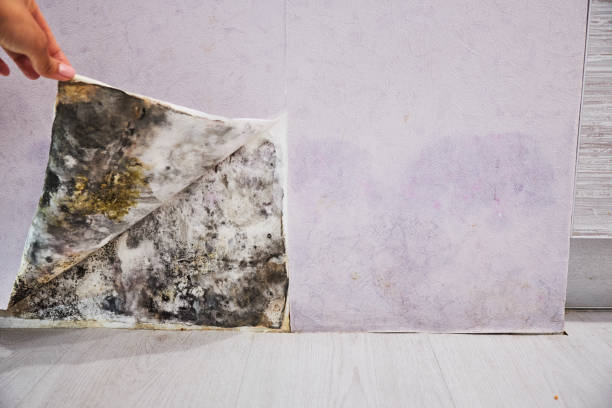 Best Mold Removal Company Near Me  in Lakeview Estates, GA